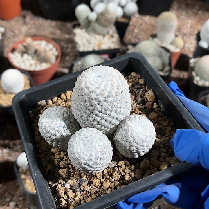 素**主1111111111111111