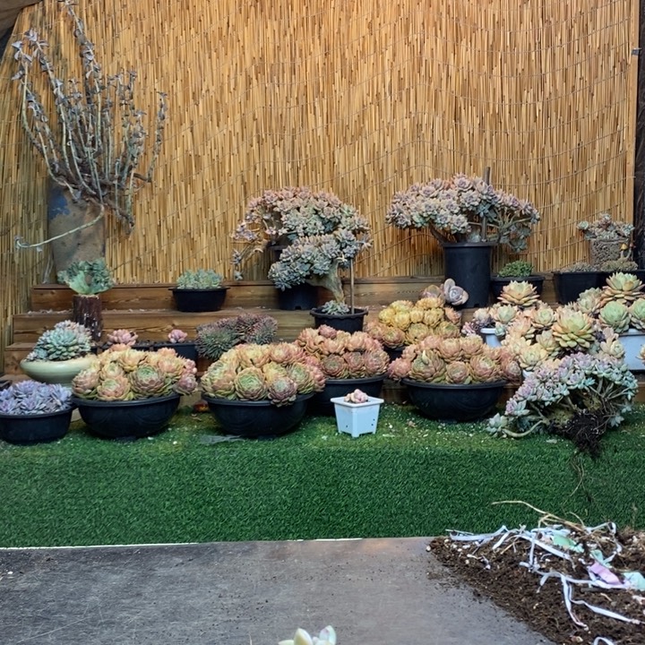 心***陈397 号淡雪多肉植物