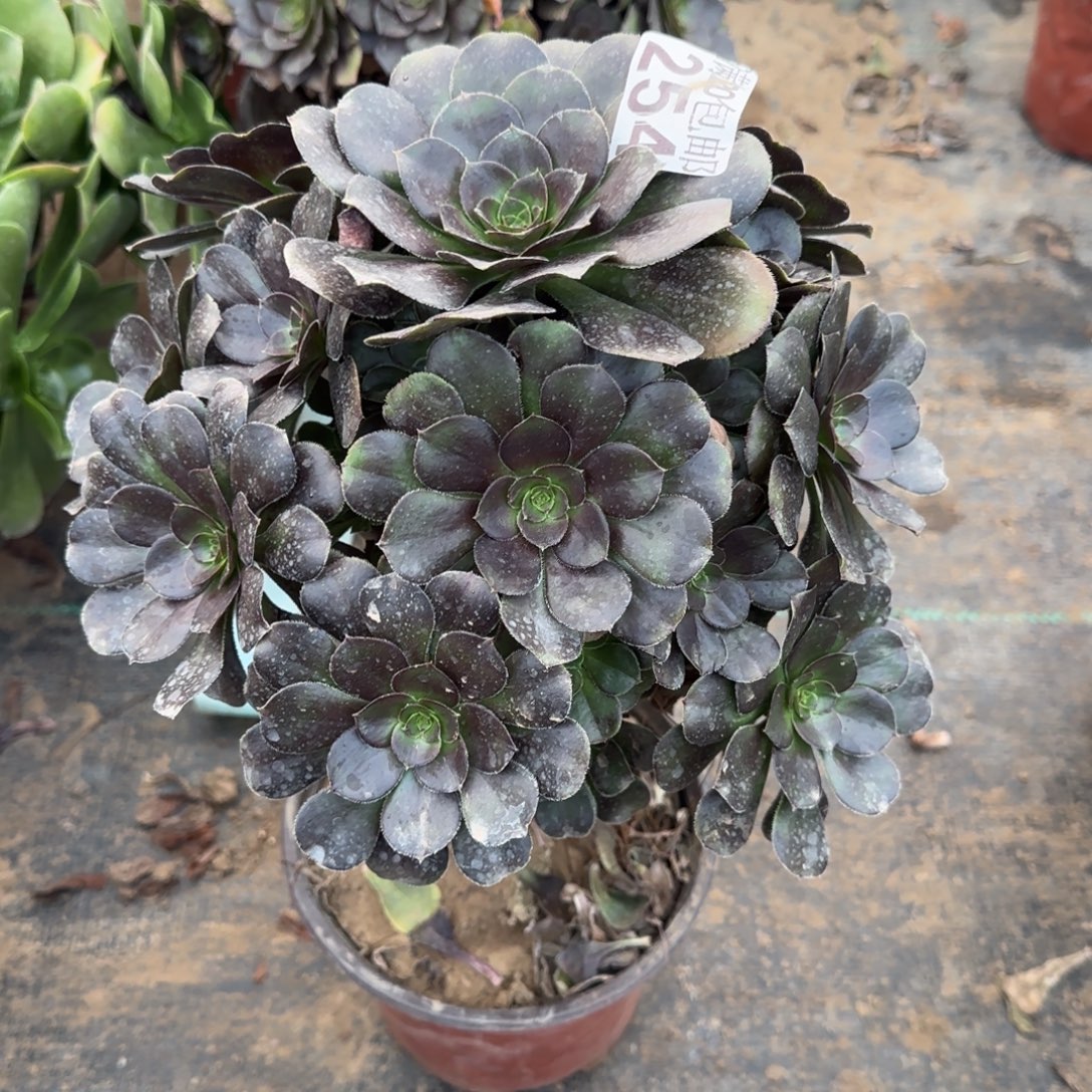 炫彩圆叶254满20包邮断枝不包