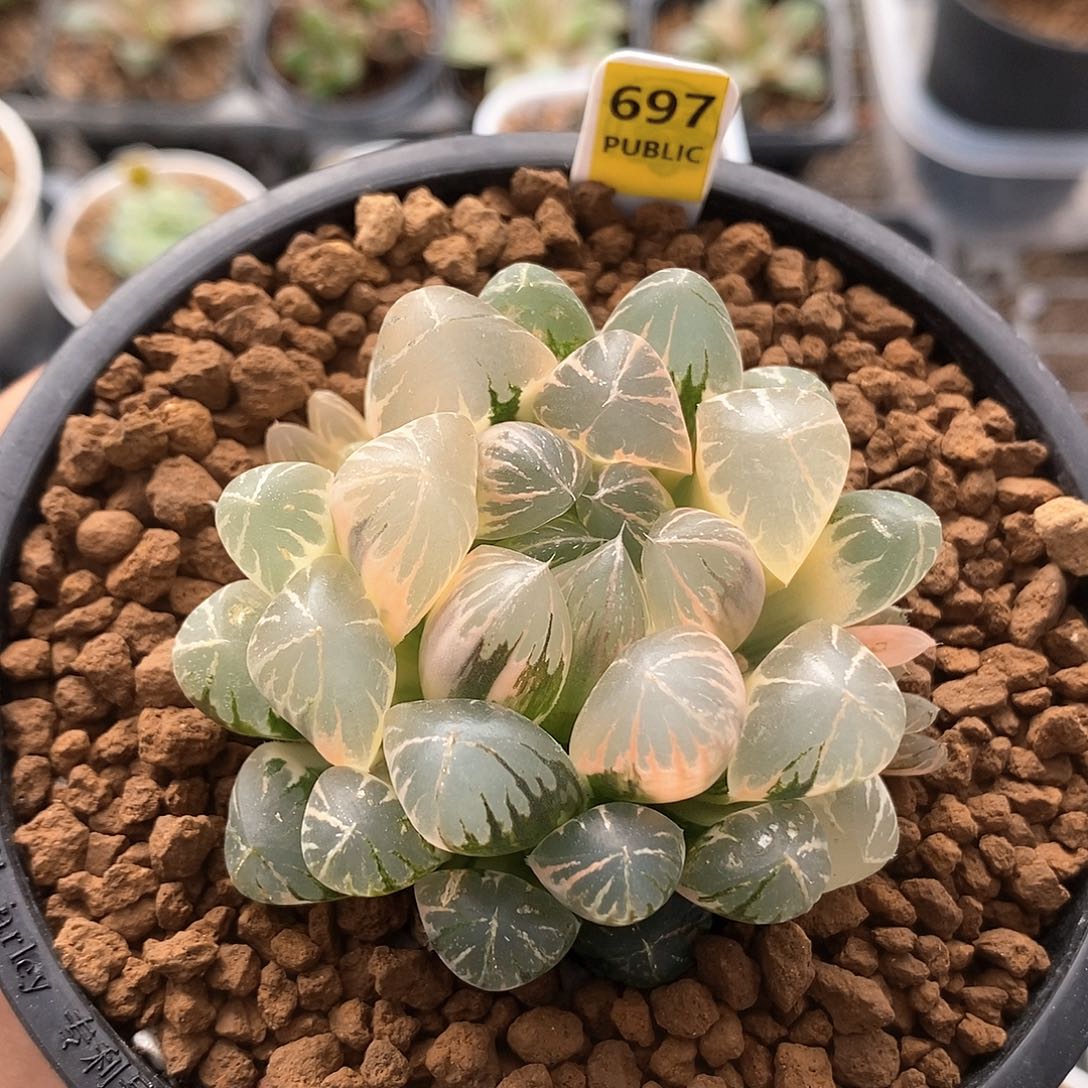 红陶697号糊斑实生玉露锦一物一拍