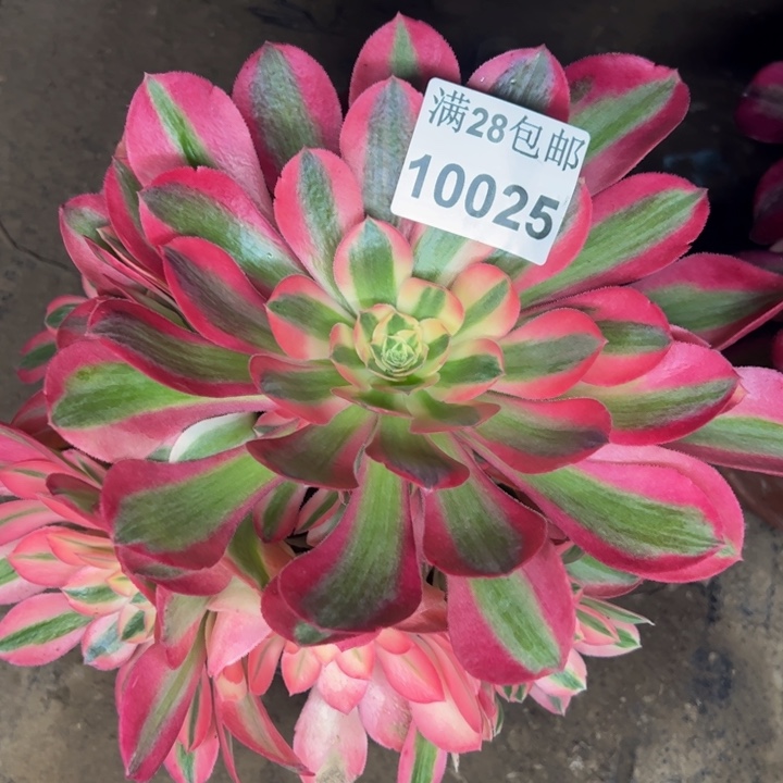 10025女巫多肉植物