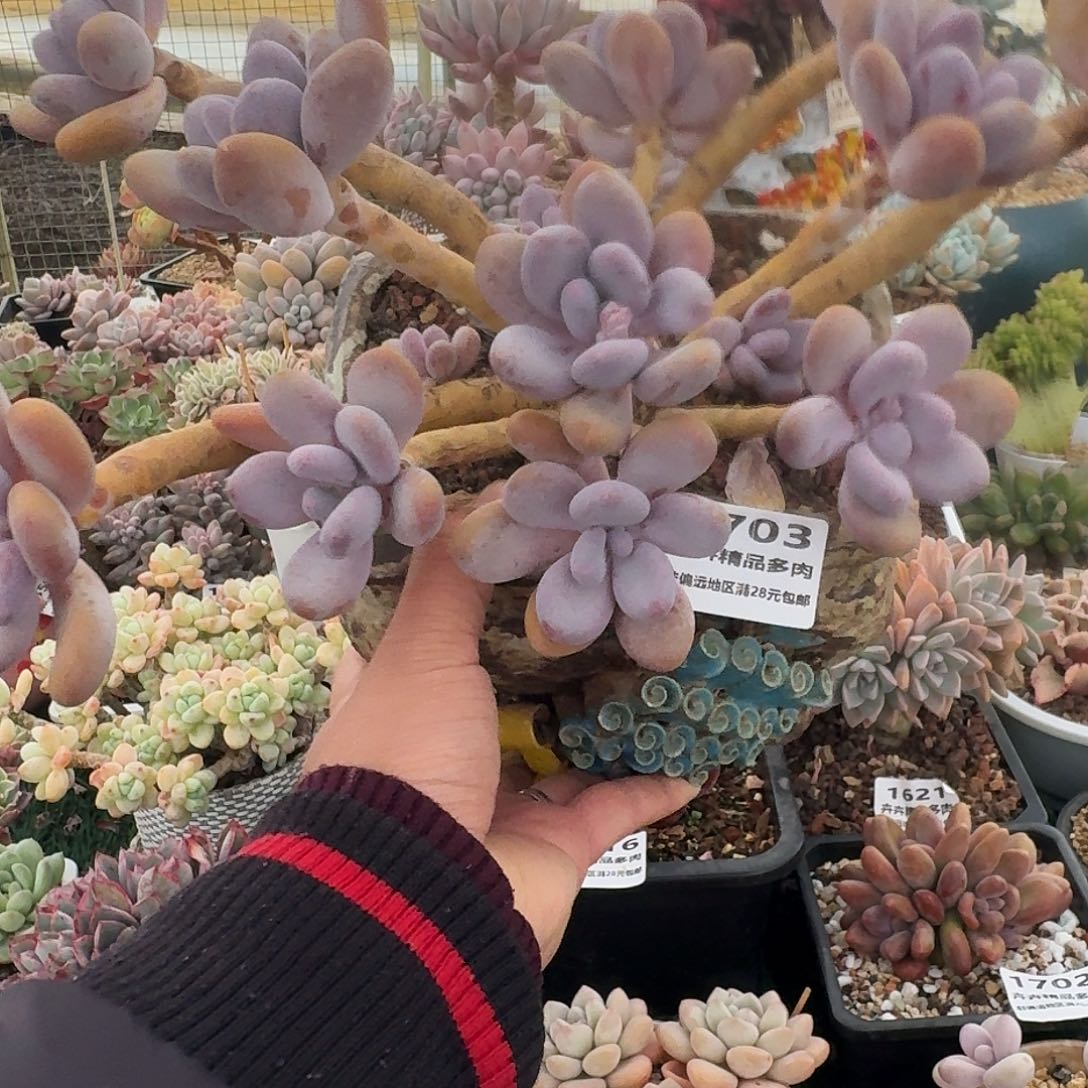 ⑤6⑤11114445566222558