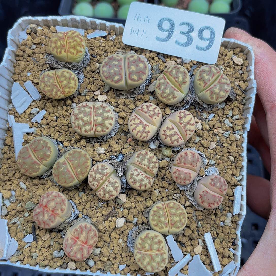 93900000花花路啊花