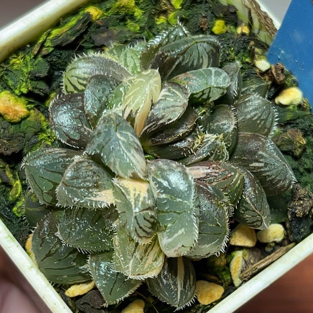 恭喜发财大吉大利834