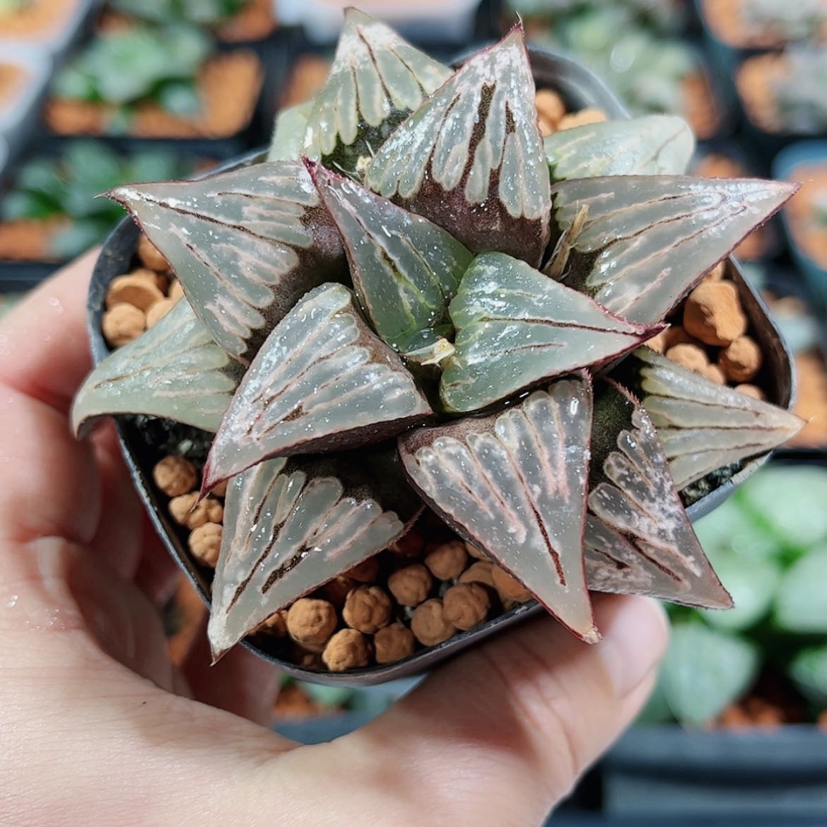 【闪购商品】火烈鸟