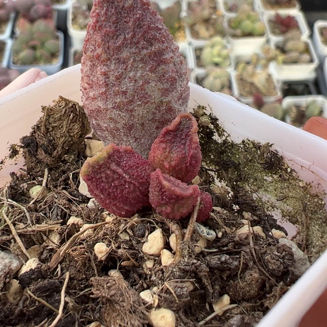 实生底叶苗纹路款多肉