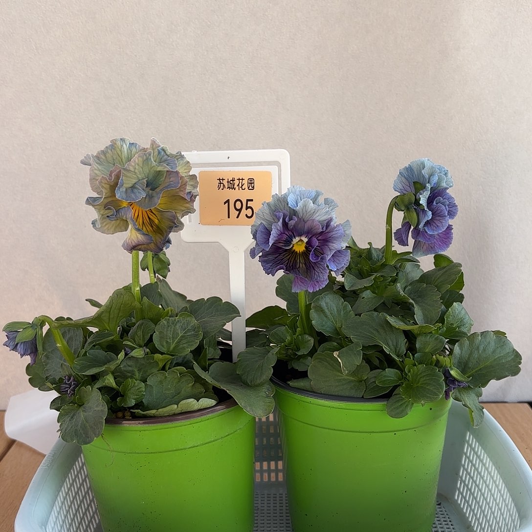 大部分开放少量花苞195