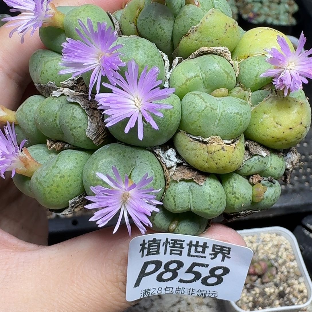 多肉植物的润泽eghb