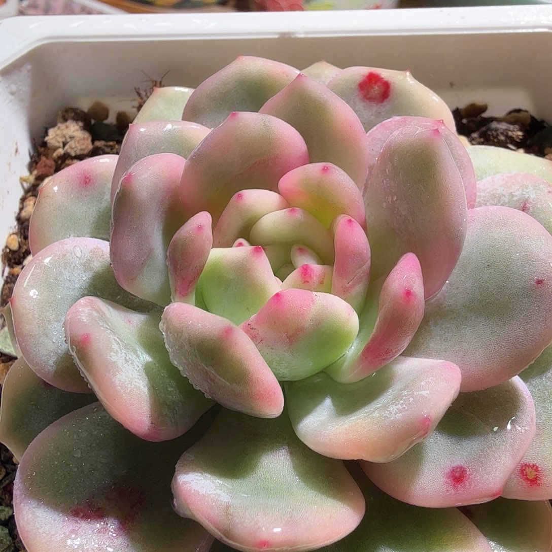 橙梦露锦，多肉植物