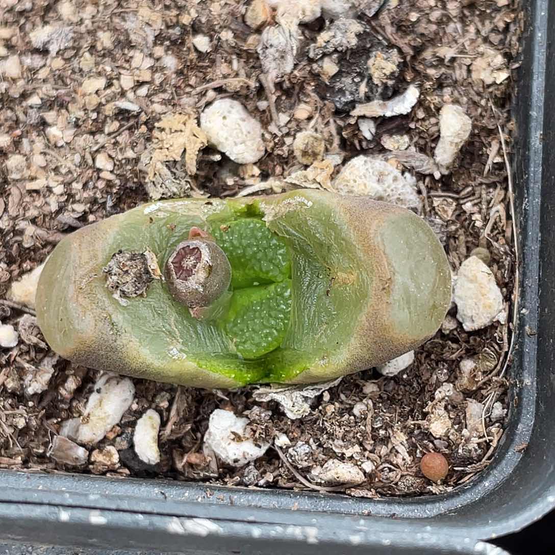 22-122磁铁多肉植物