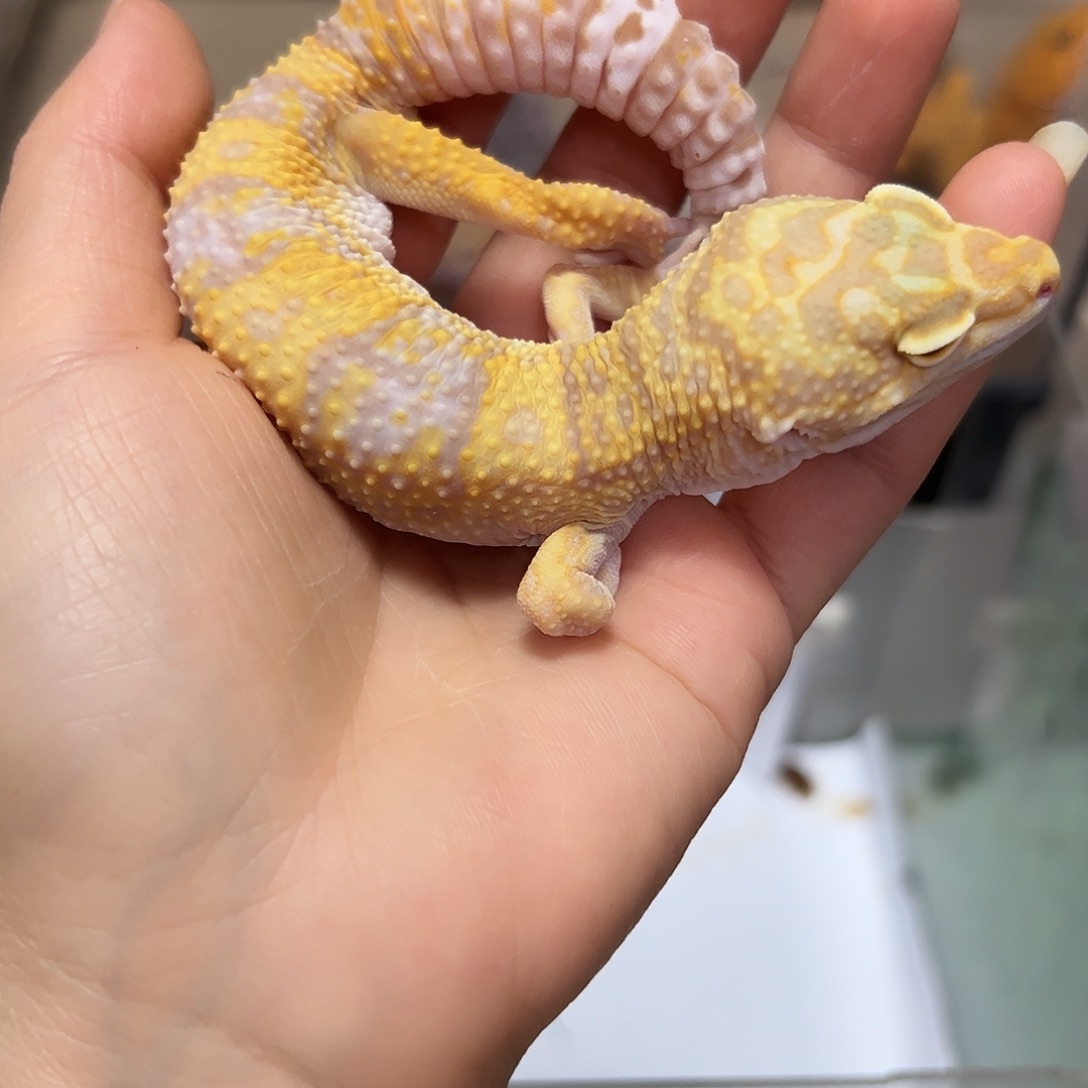 豹纹守宫豹纹守宫