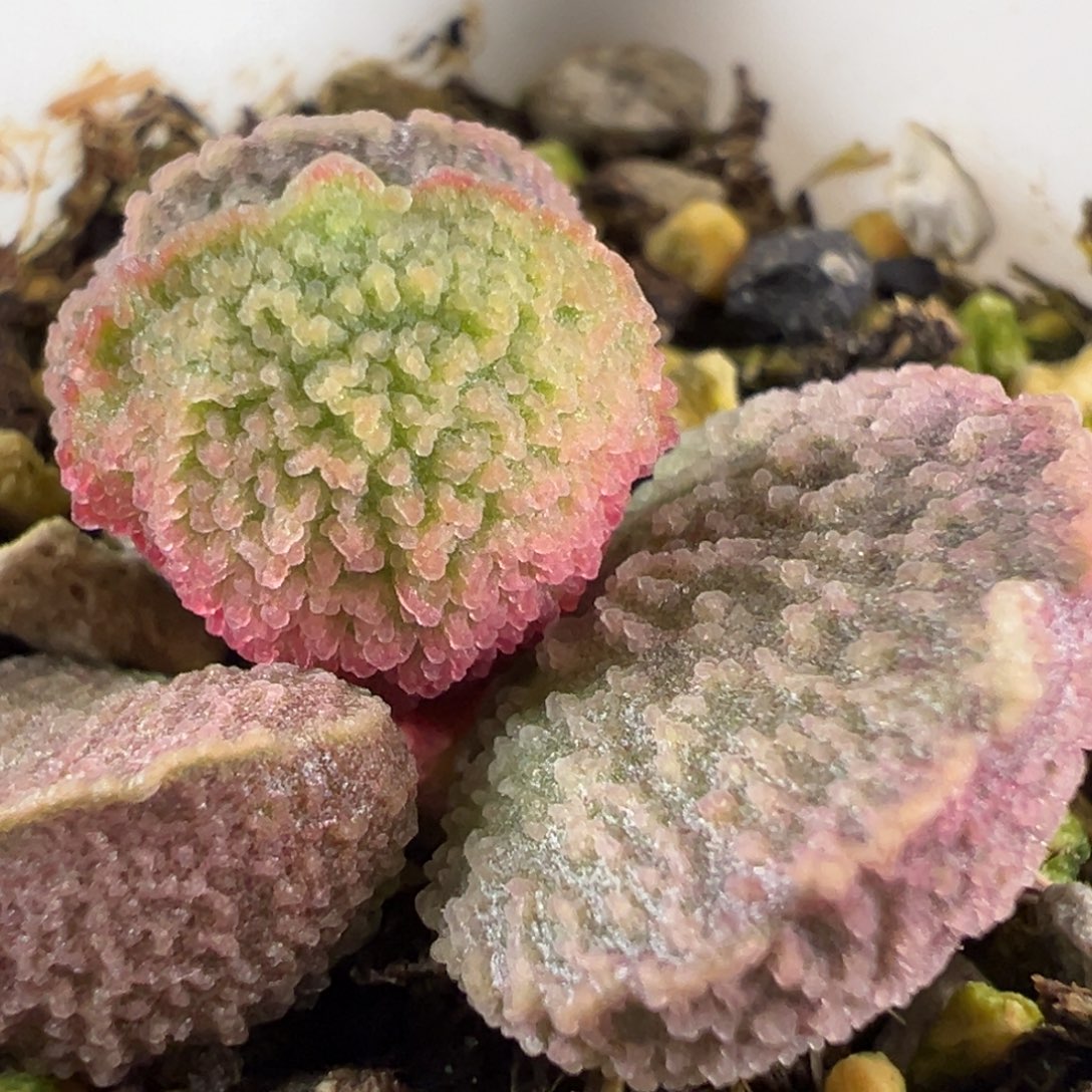 橘粉蚌叶冰锥实生新品多肉植物