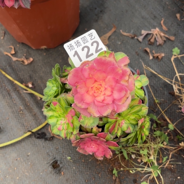 小***桃无花朵122多肉法师  带盆带土