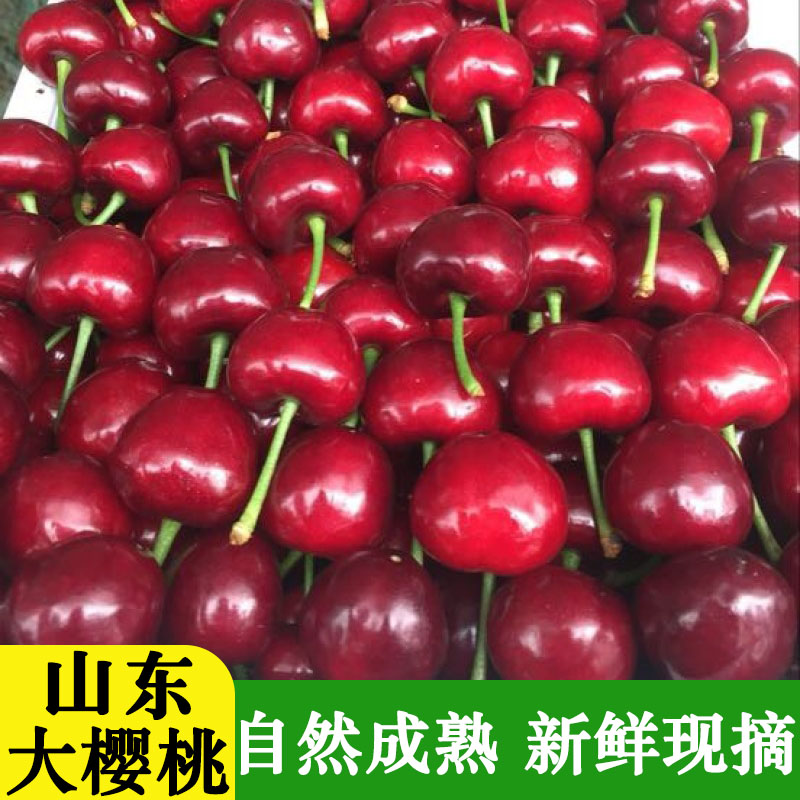 现摘 山东美早大樱桃 孕妇新鲜水果J空运发货