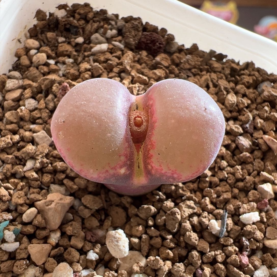 240 优选pnsp一颗