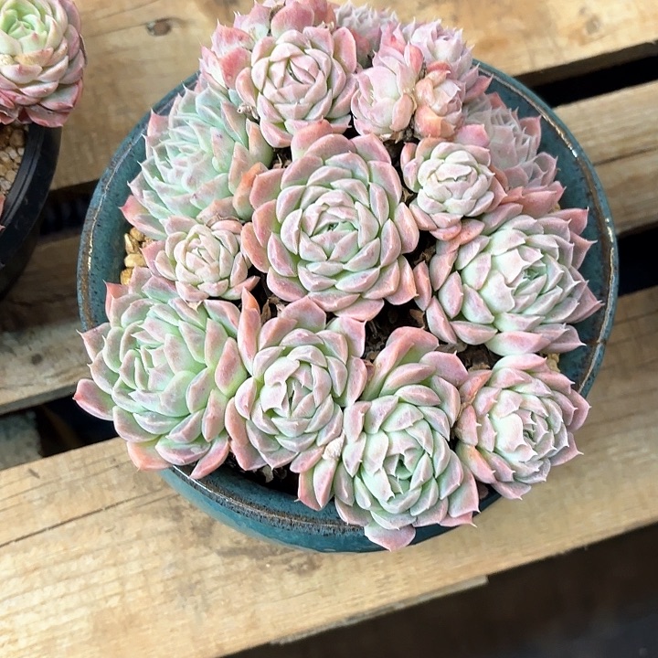 多肉植物，粉月影