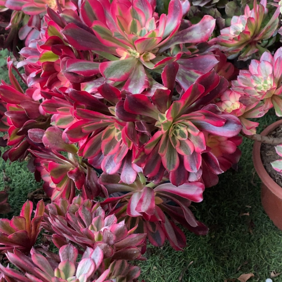 美杜莎3371号美杜莎多肉1颗