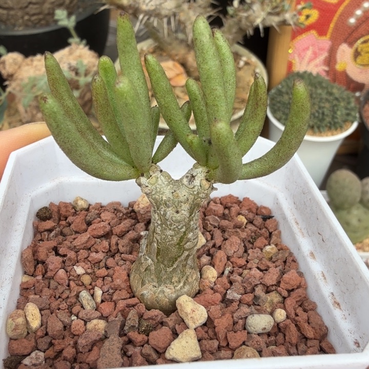 何丽奇峰锦（满28包邮）