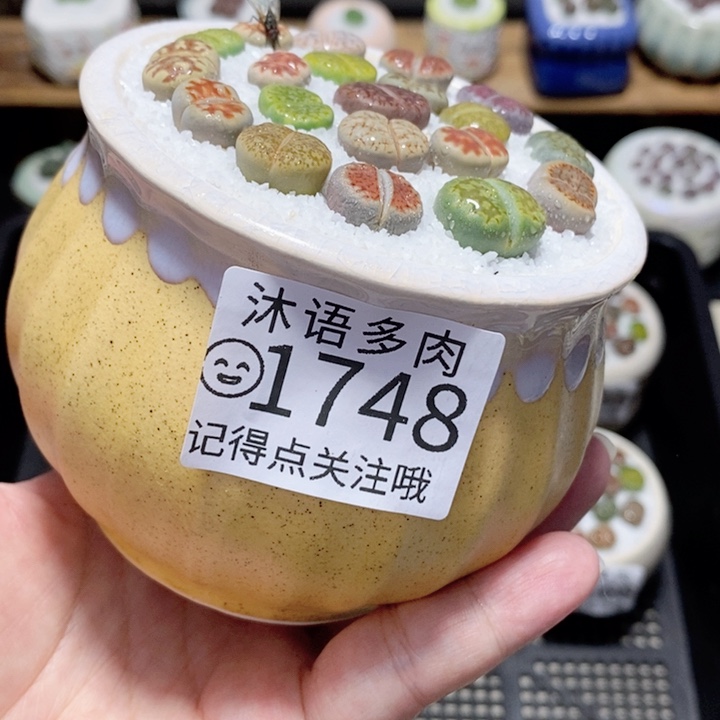 精美盆栽 一物一拍1748