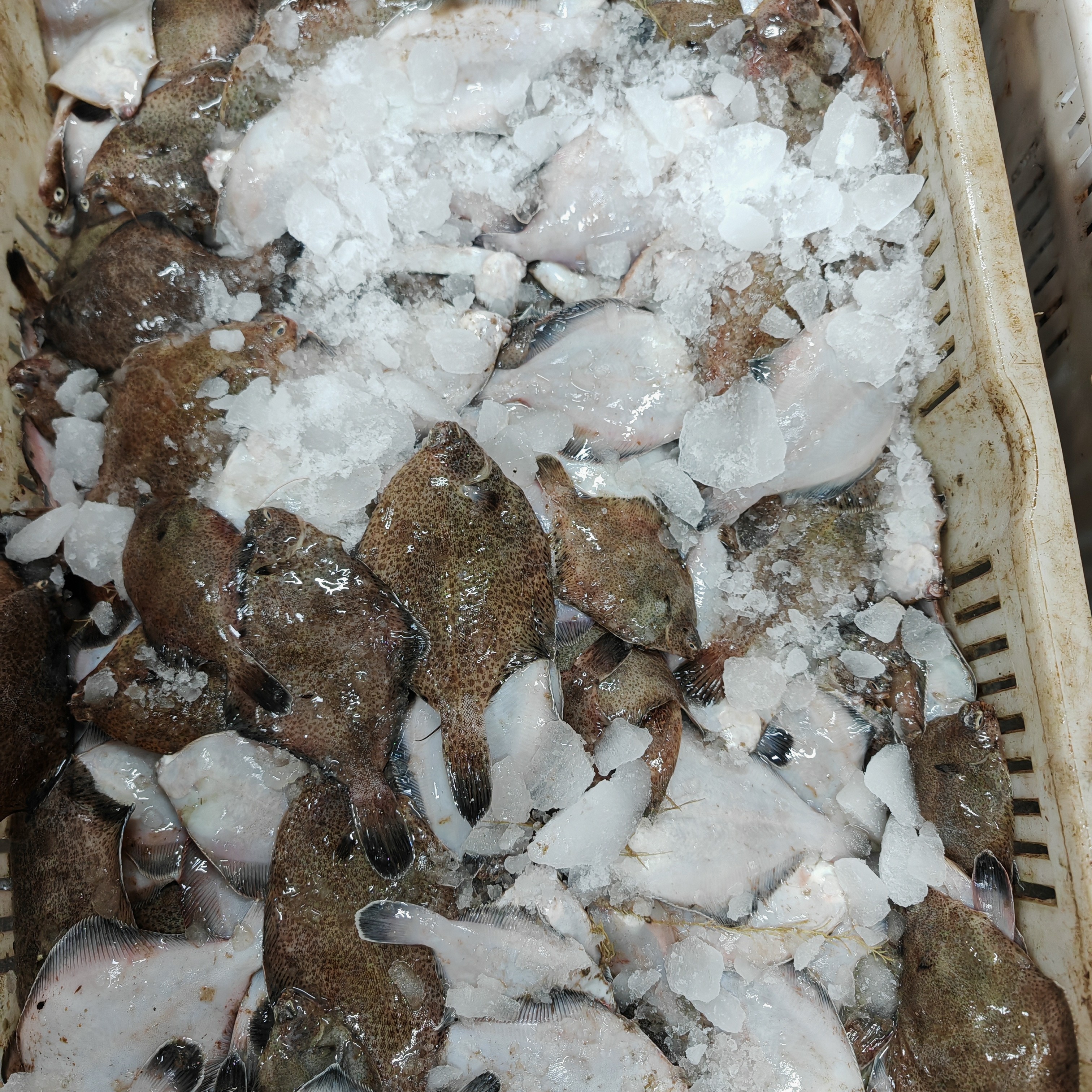 小鼓眼鱼（1斤20条左右）5斤装速冻发货