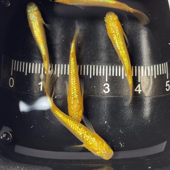 青鳉鱼阳光5条，10号，满15包邮，可叠单