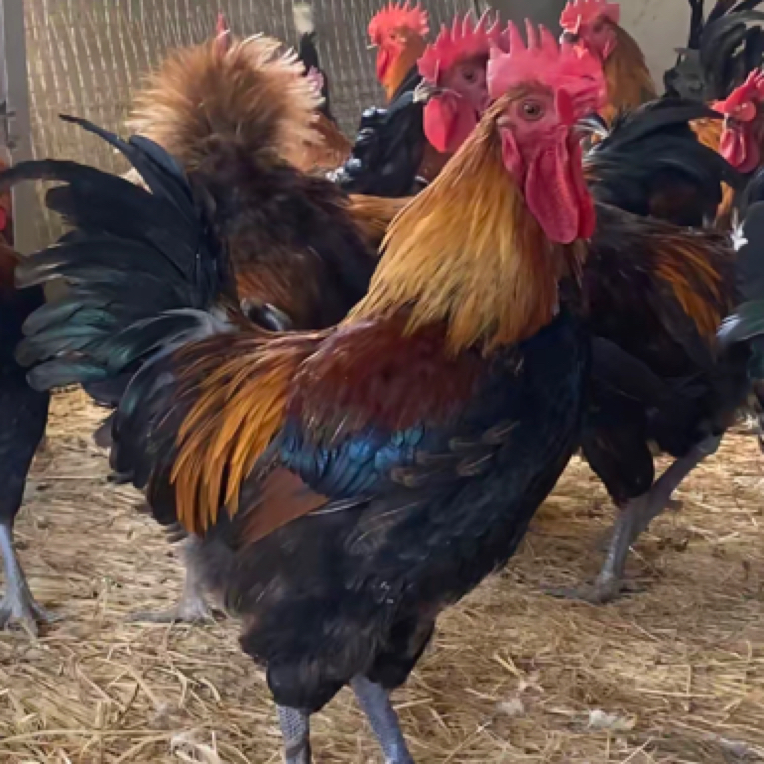 黑瑶大公鸡毛重6斤半左右
