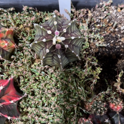 628-0112泰国发货多肉