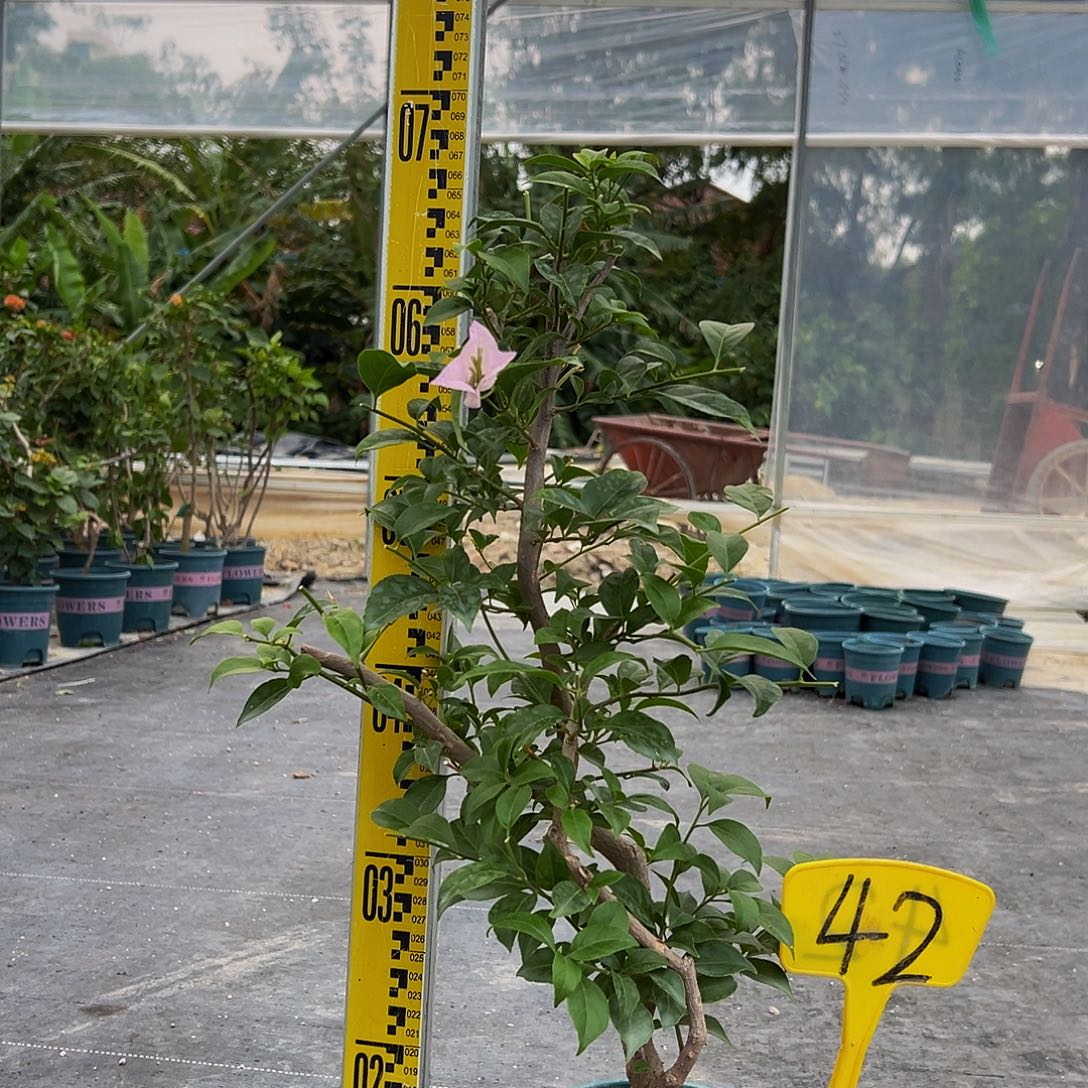 当前无花栽培后可以开花苹果花 原生小树头 42
