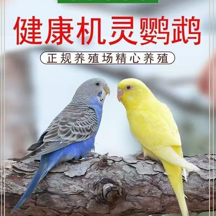 鹦鹉手养虎皮鹦鹉会学说话宠物鸟观赏鸟成年可繁殖虎皮鹦鹉