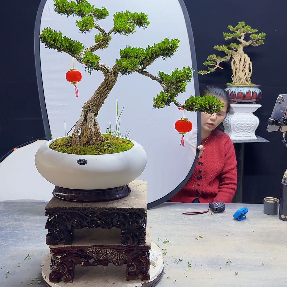 高端盆景艺术作品