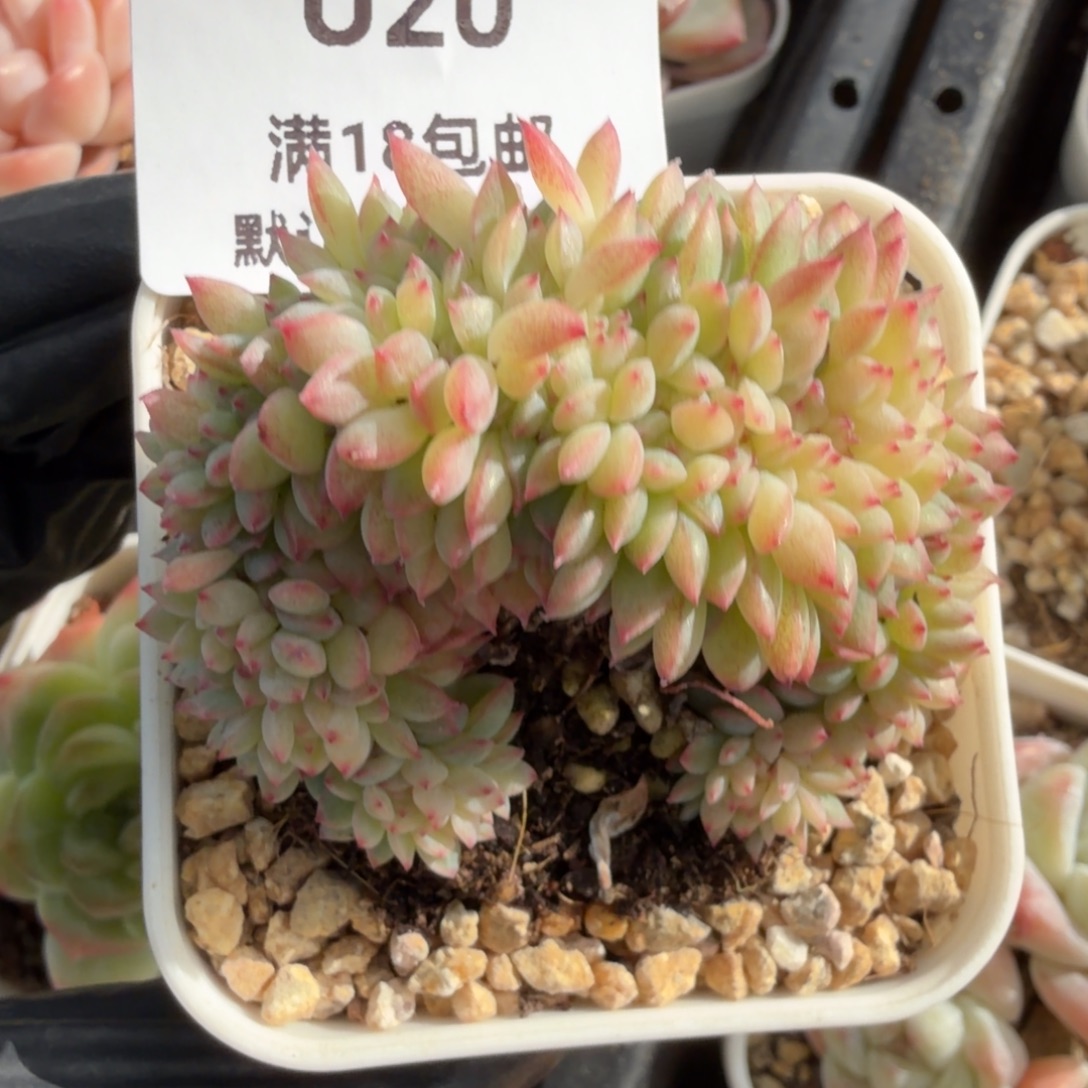 东篱下多肉植物哈哈哈20