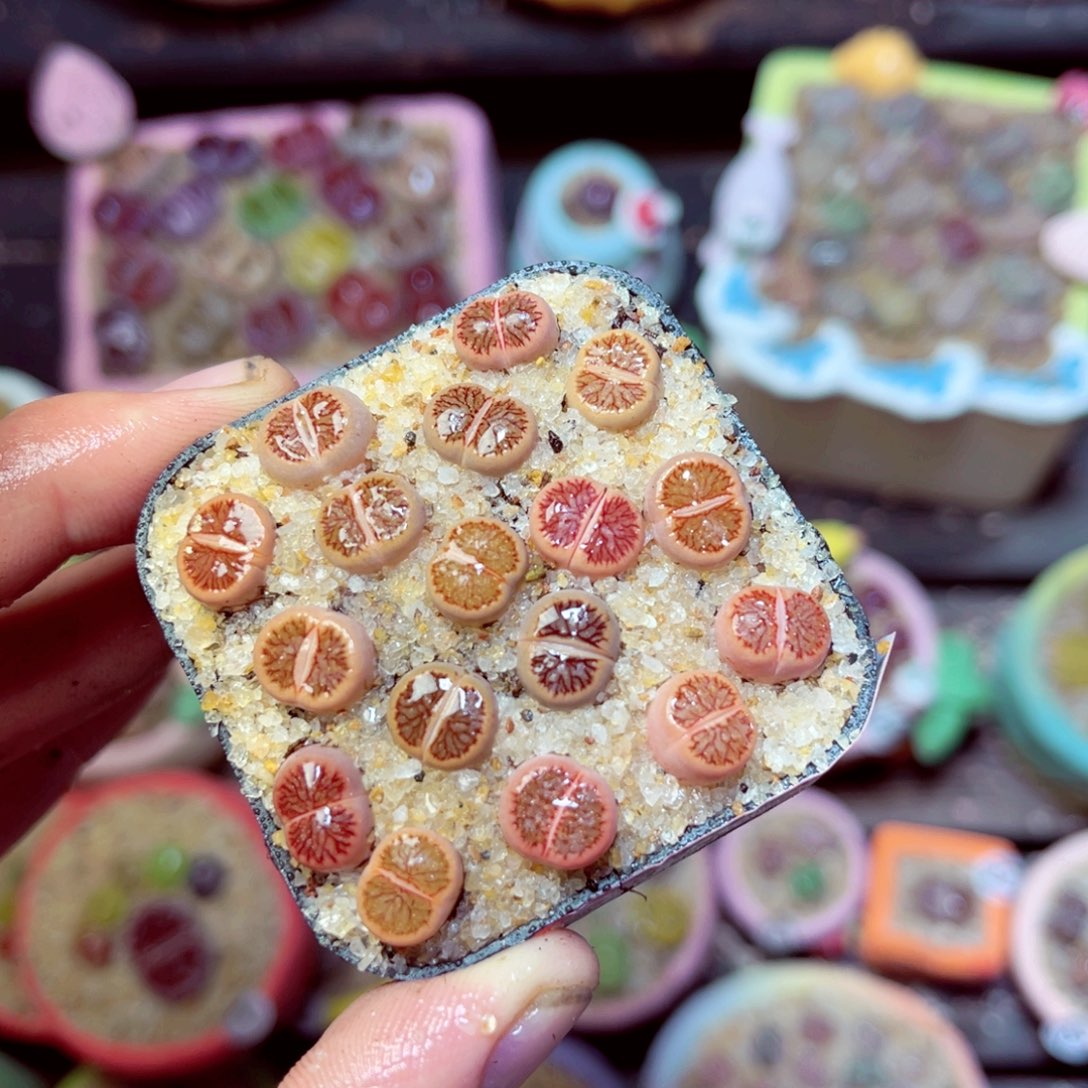 152生石花带盆发1