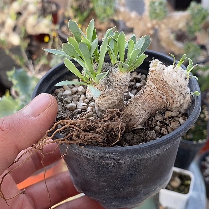 589小刨花带盆一一