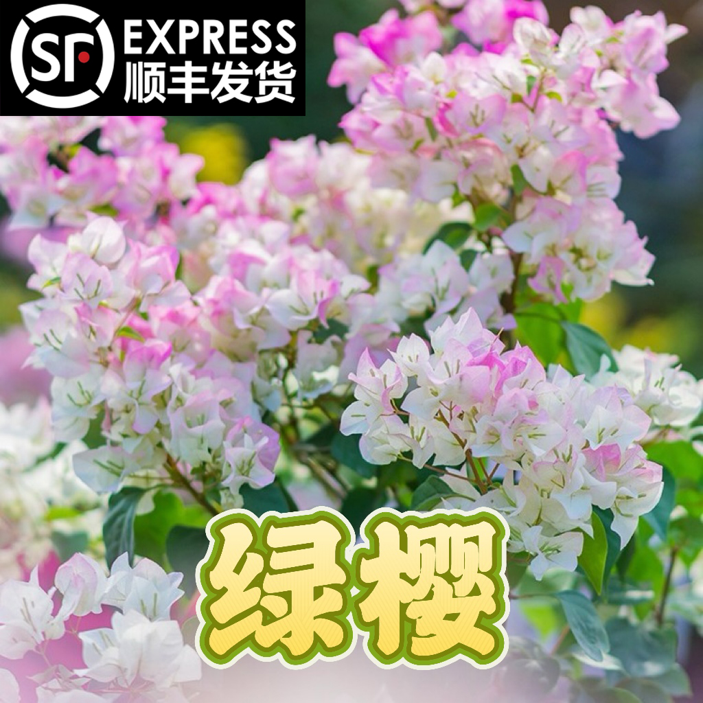 【绿樱】三角梅花卉勤花爬藤原盆土基地直发