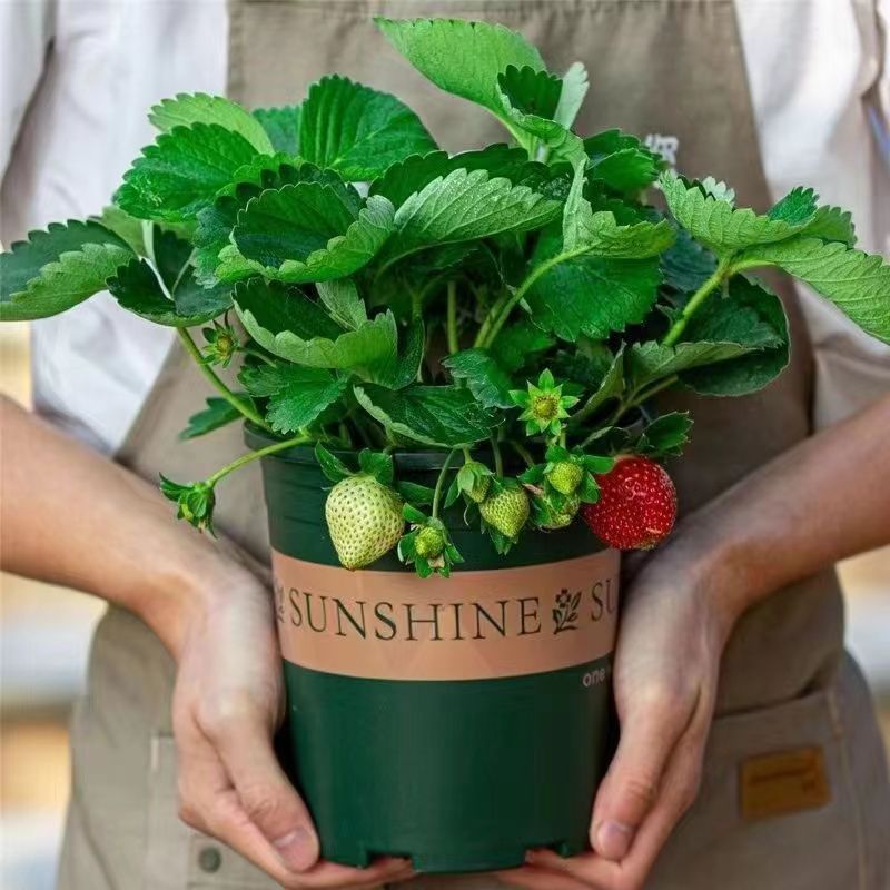 【拍三发四】草莓苗带盆带土带花加仑盆原盆原土奶油草莓苗四季