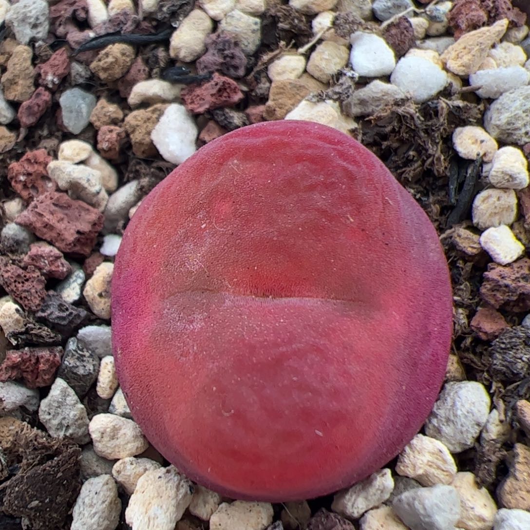 0214Y280毛 多肉植物