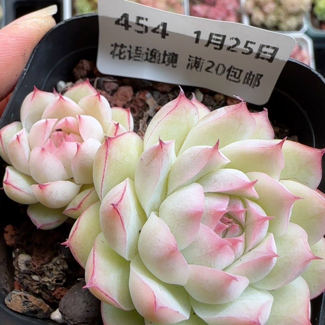 花语逸镜0125-454