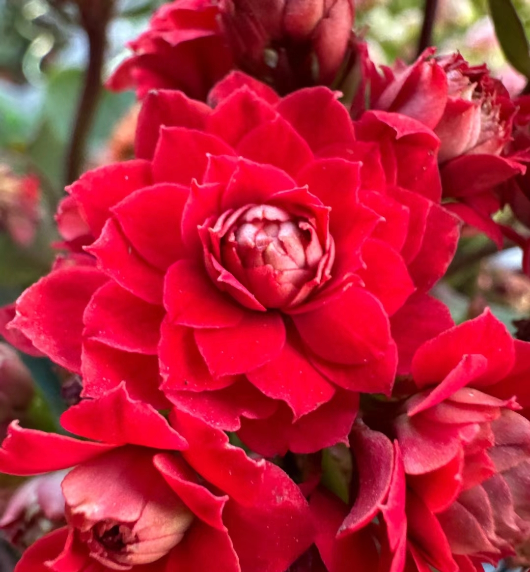 火烧云，110原盆原土