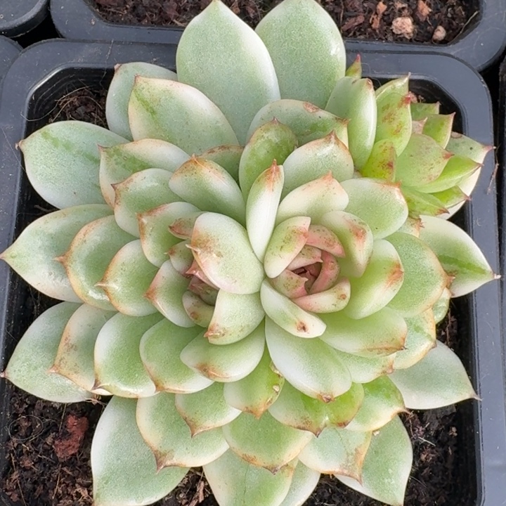 黑水晶锦一物一拍