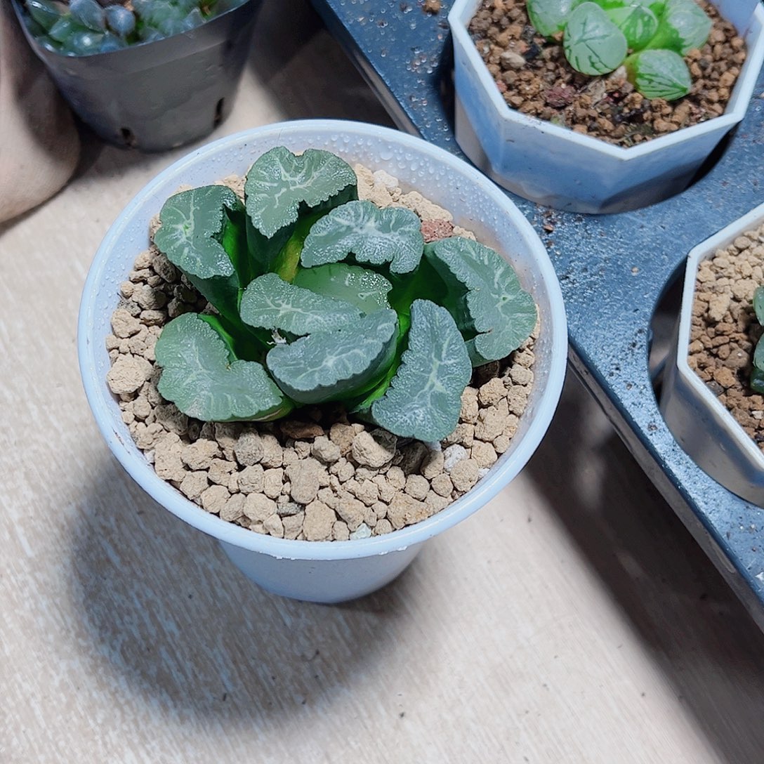 凤凰万象新手好养