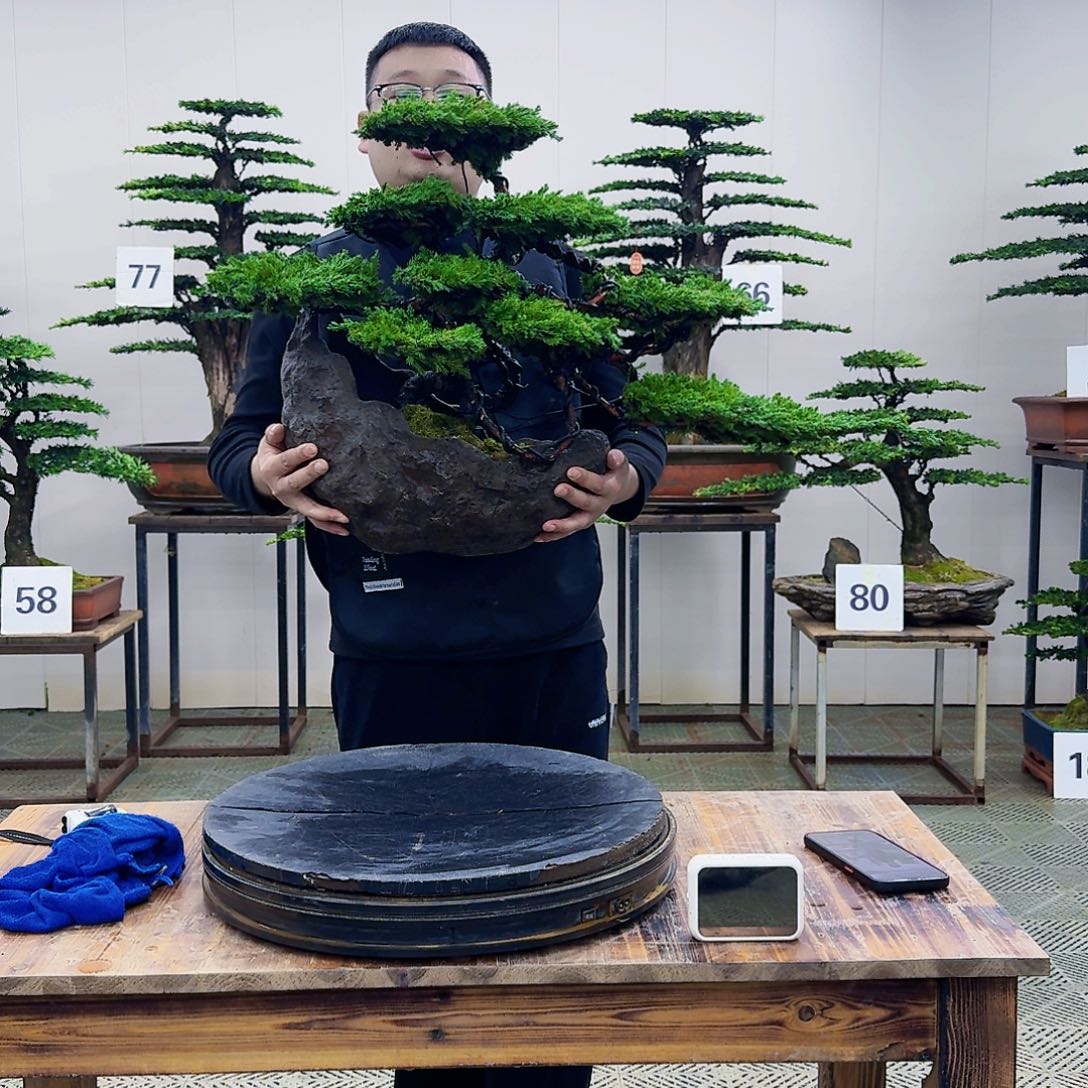 盆景柏树造型盆景
