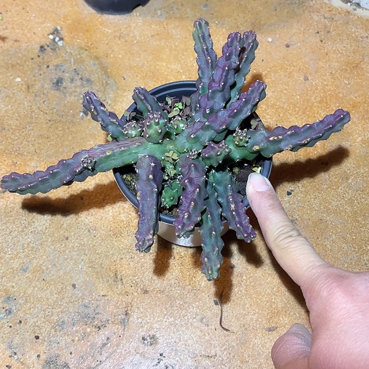 满38包邮2天凑单，脱土晾根发货多肉植物