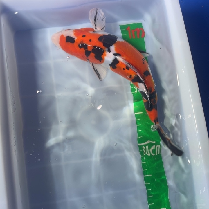 锦鲤锦鲤红白三色