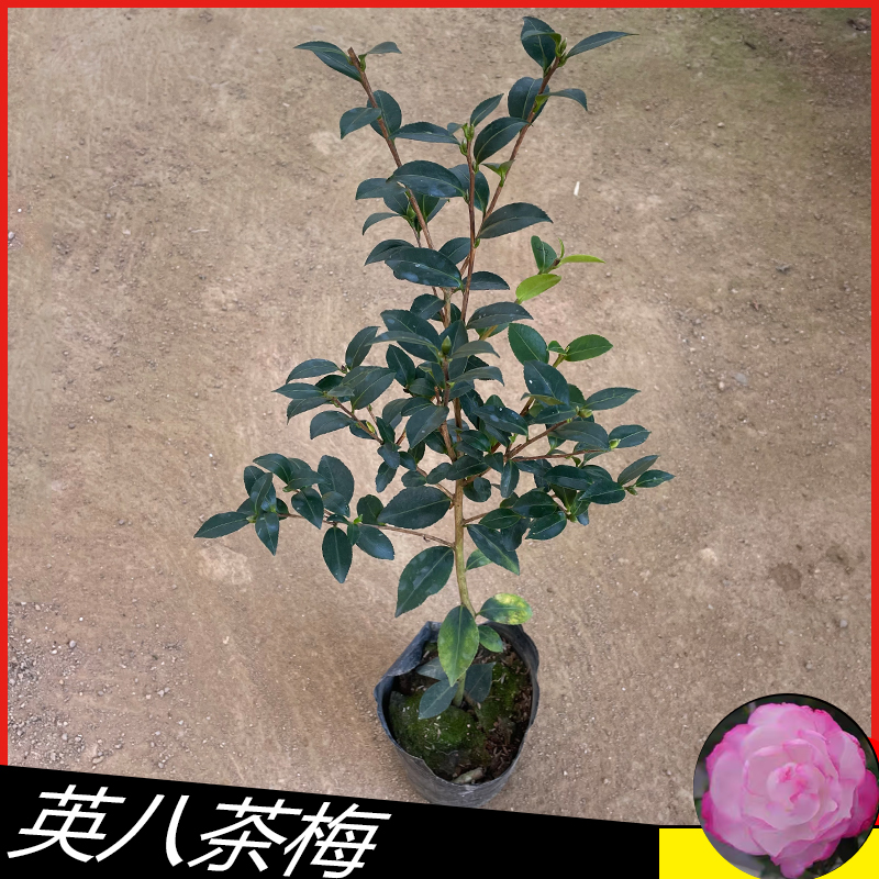 小陈，英八茶梅48山茶花树苗观赏花卉绿植物庭院阳台客厅好养盆栽