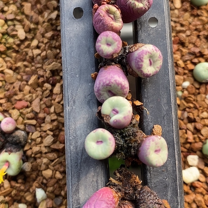 637三头小红嘴一颗。   