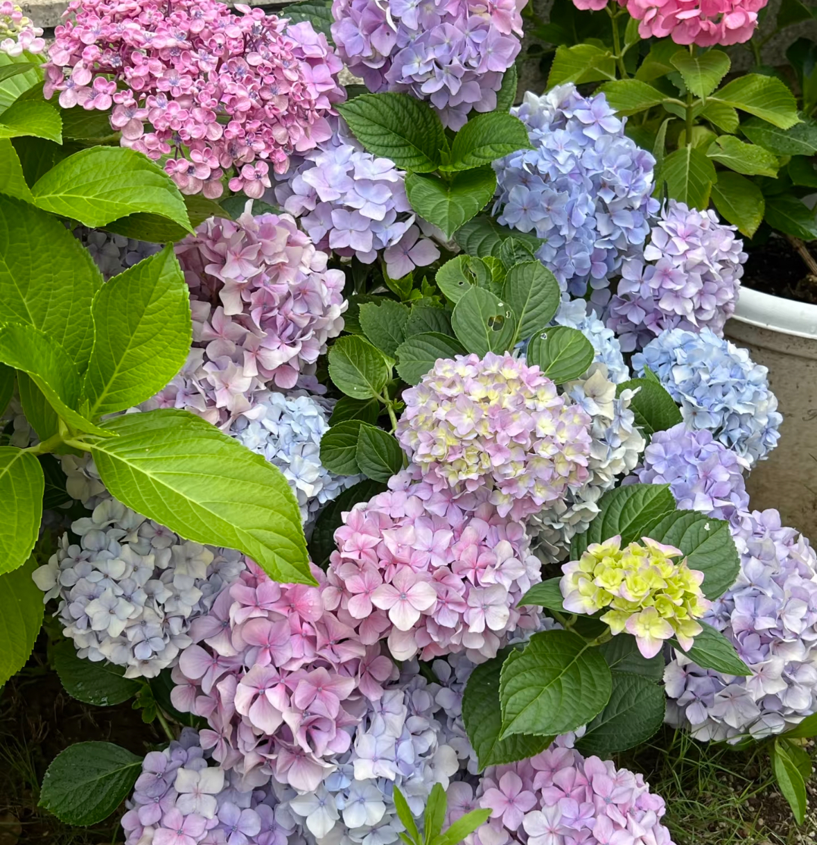 姹紫嫣红 绣球一加仑露天苗庭院阳台室外好养护新手栽种基地直发