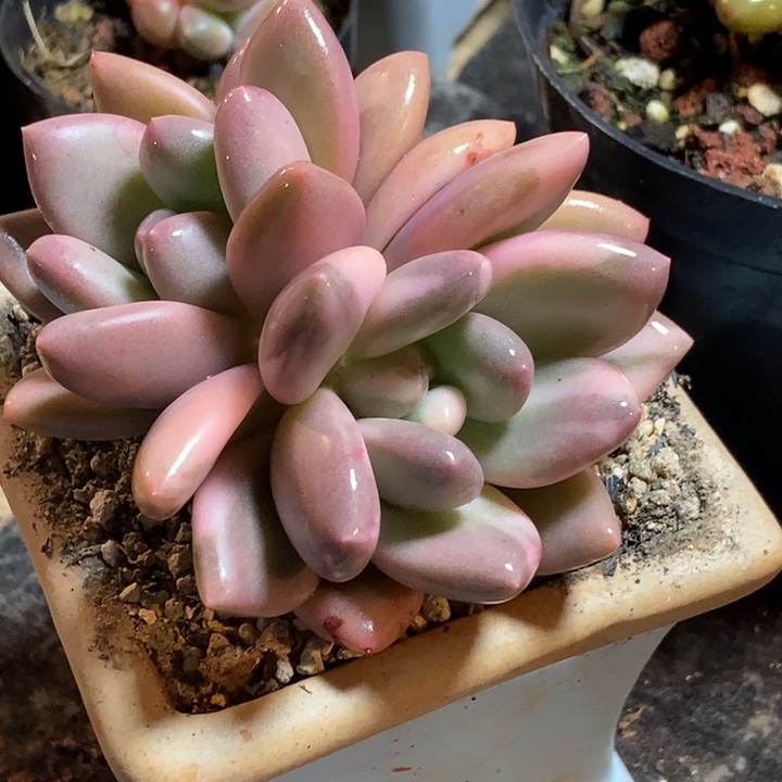 日****香水锦多肉植物多肉