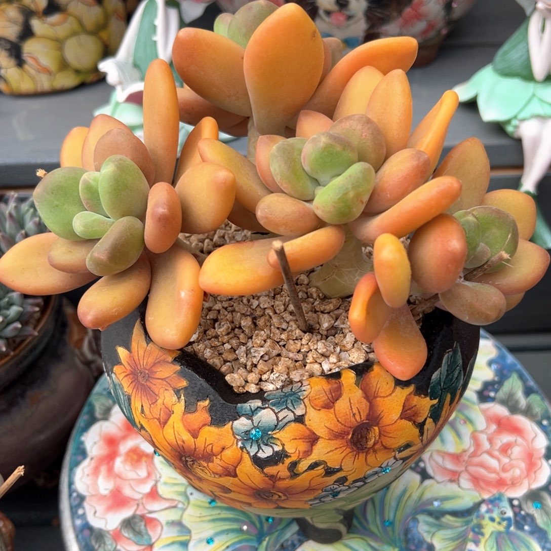 金蝉小群多肉植物