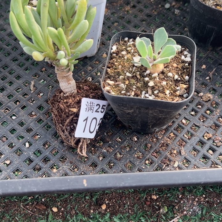 卡拉菲594，一物一拍