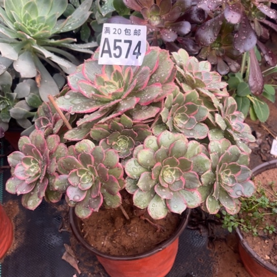 574粉花妖不包断枝